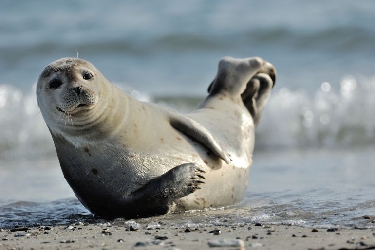 greatlittlebreaks-blog-things-to-do-in-scotland-autumn-seal-watching